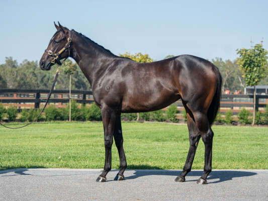 Lot 511: Written Tycoon / Sweet Sixteen