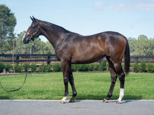 Lot 520: Grunt (NZ) / Tawteen