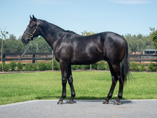 Lot 530: Savabeel / Tiffany's Rock (NZ)