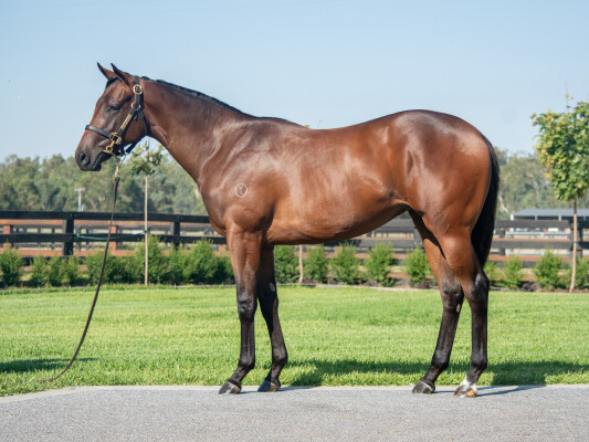 Lot 553: Lucky Vega (IRE) / Waitingfortheday