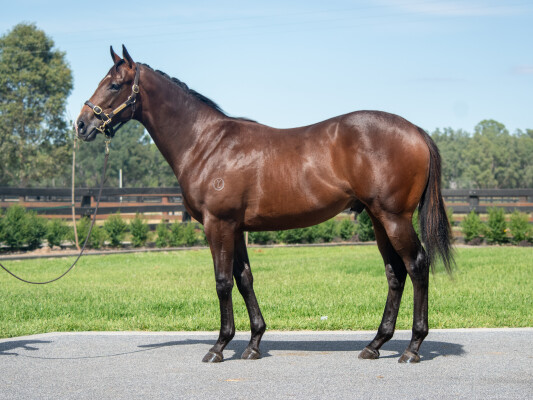 Lot 566: Lucky Vega (IRE) / Yulong Mars