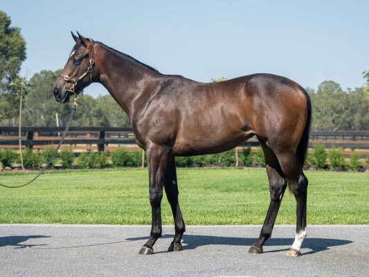 Lot 601: Tagaloa / Camerata