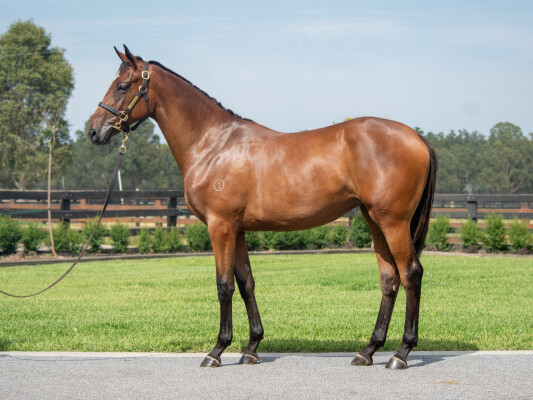 Lot 641: Tagaloa / Fallacy