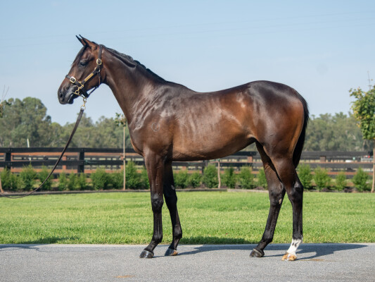 Lot 646: Grunt (NZ) / Gentle Strokes