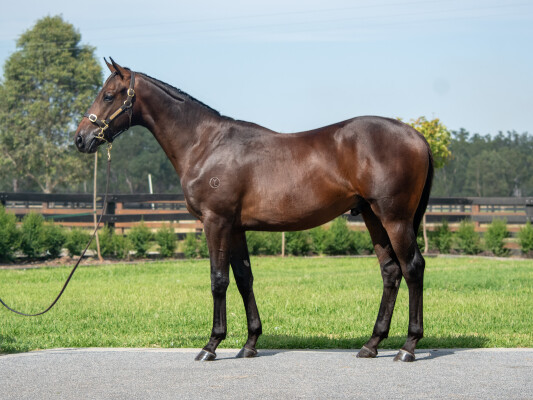 Lot 698: Tagaloa / Motown Lil