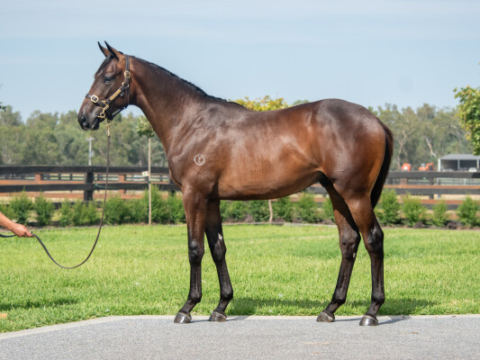 Lot 745: Grunt (NZ) / Savvy Move (NZ)