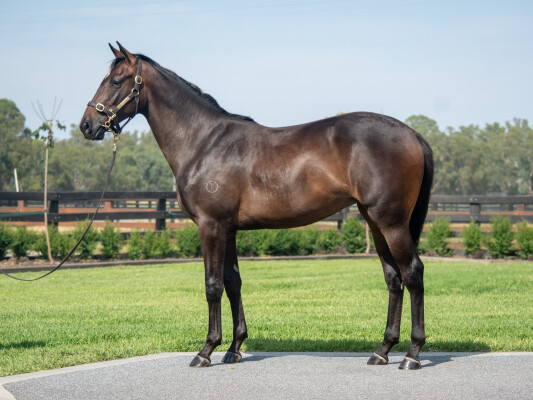 Lot 768: Tagaloa / Street Glow