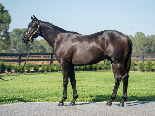 Lot 776: Tassort / Taqaseem