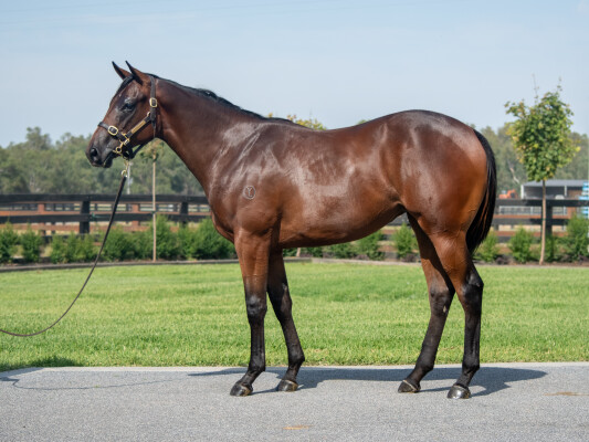 Lot 796: Lucky Vega (IRE) / Wazamba