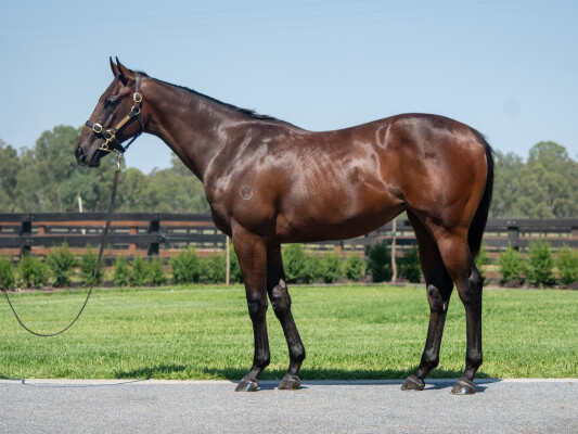 Lot 532: Written Tycoon / Tipperary Lass