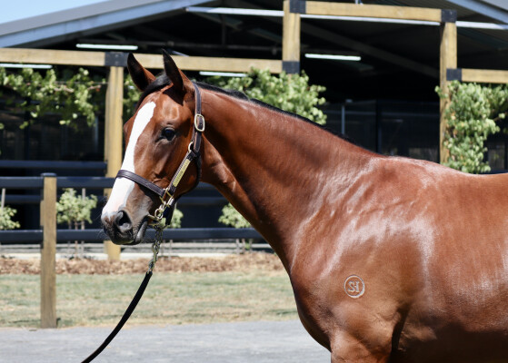 Lot 83: Toronado (IRE) / Bridle Lane