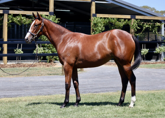 Lot 83: Toronado (IRE) / Bridle Lane