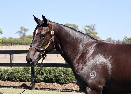 Lot 188: Wooded (IRE) / Gloves are Off