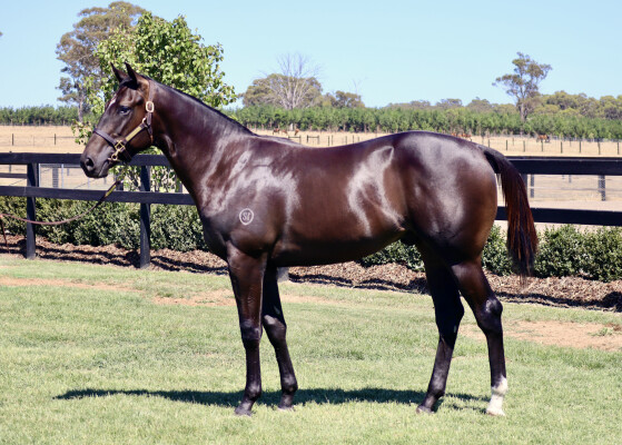 Lot 188: Wooded (IRE) / Gloves are Off