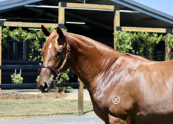 Lot 222: Dirty Work / Island Pago