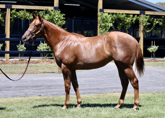 Lot 222: Dirty Work / Island Pago