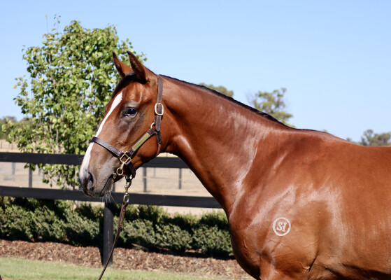 Lot 244: Churchill (IRE) / Kid Gloves