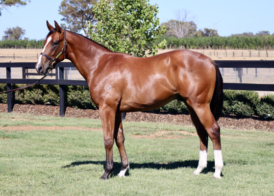 Lot 244: Churchill (IRE) / Kid Gloves