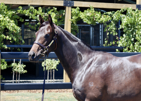 Lot 386: I Am Invincible / Polska