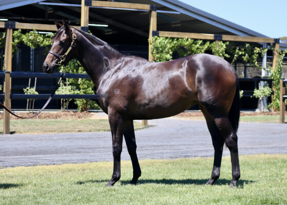 Lot 386: I Am Invincible / Polska