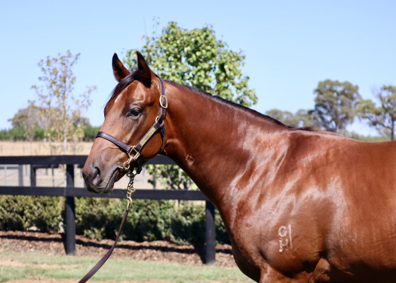 Lot 514: Spirit of Boom / Swiss Kiss (NZ)