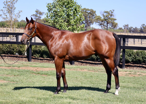Lot 514: Spirit of Boom / Swiss Kiss (NZ)