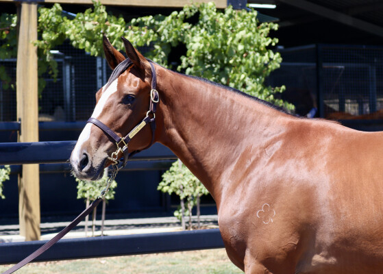 Lot 564: Toronado (IRE) / Wonderful World (ITY)