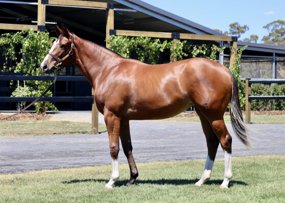 Lot 564: Toronado (IRE) / Wonderful World (ITY)