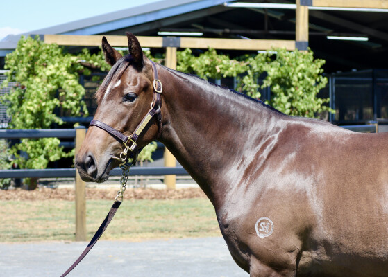 Lot 642: Shalaa (IRE) / Fastbrook (NZ)