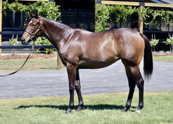Lot 642: Shalaa (IRE) / Fastbrook (NZ)