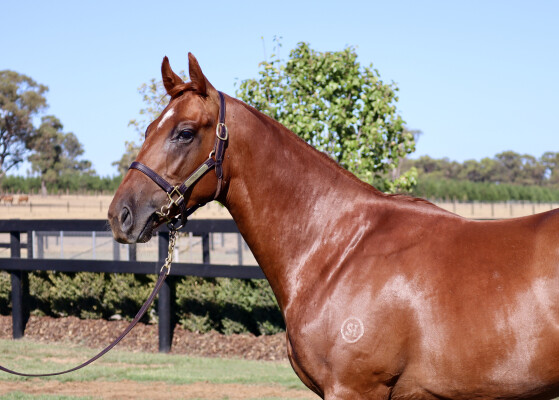 Lot 702: Ghaiyyath (IRE) / No Time Like Now