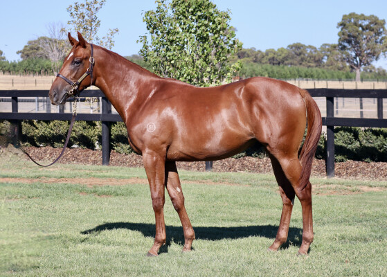 Lot 702: Ghaiyyath (IRE) / No Time Like Now
