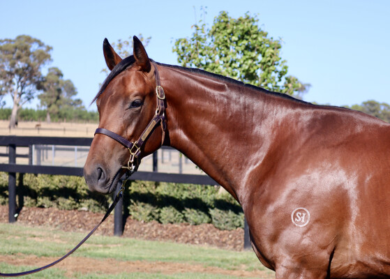 Lot 754: Doubtland / Show Us Your Tatts