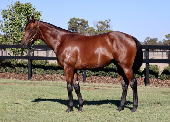 Lot 754: Doubtland / Show Us Your Tatts