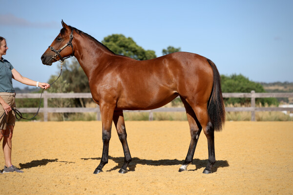 Lot 22: Home Affairs / Alcatraz