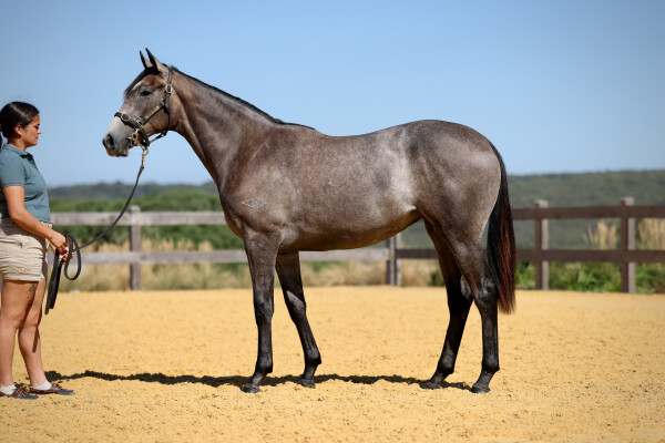 Lot 198: So You Think (NZ) / Harmony Rose