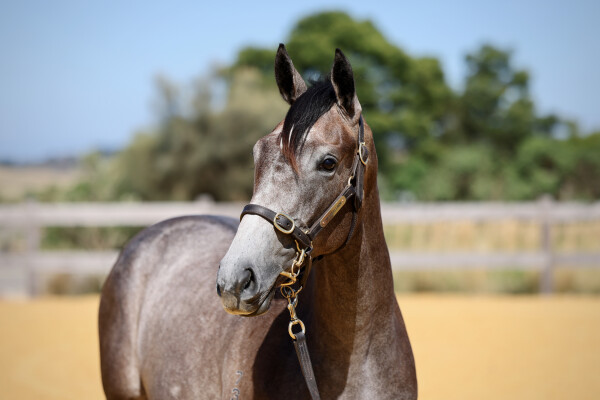 Lot 198: So You Think (NZ) / Harmony Rose