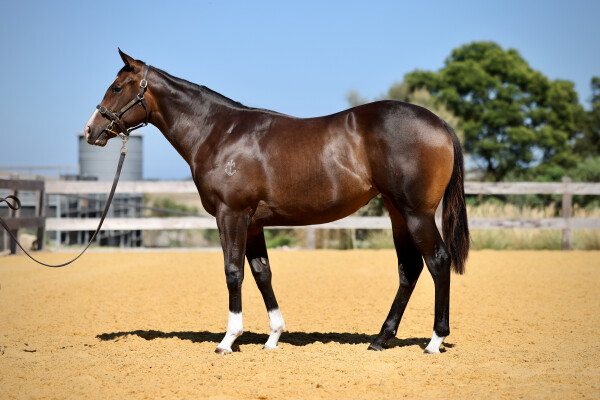 Lot 215: Toronado (IRE) / Indiscretion