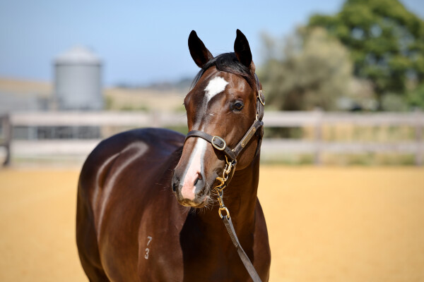 Lot 215: Toronado (IRE) / Indiscretion