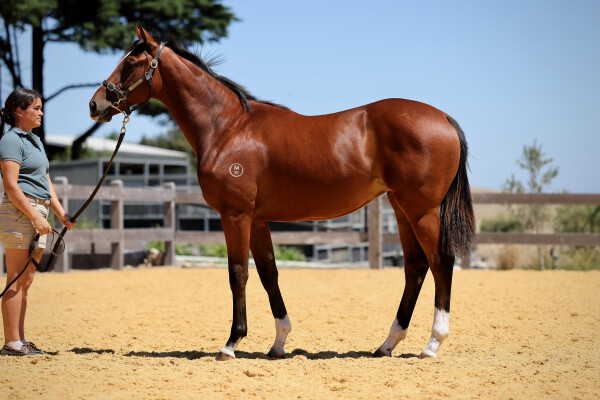 Lot 216: King's Legacy / Inflection