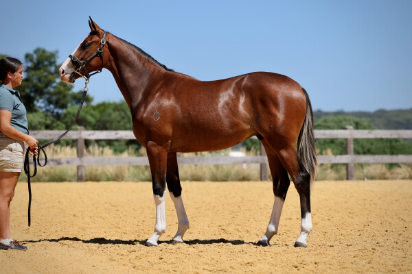 Lot 257: Dundeel (NZ) / La Amistad