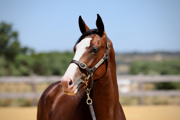 Lot 257: Dundeel (NZ) / La Amistad