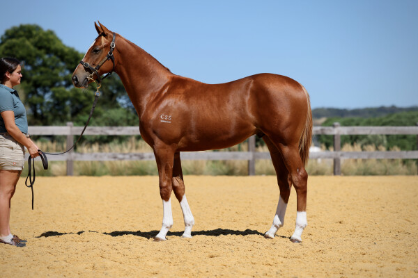 Lot 291: Toronado (IRE) / Maddie Lynn