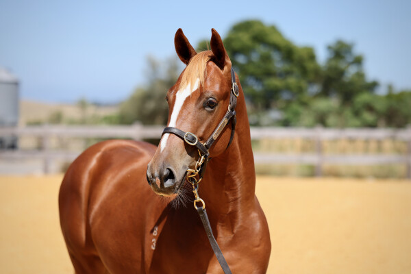 Lot 291: Toronado (IRE) / Maddie Lynn