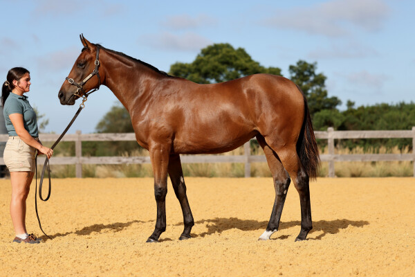Lot 360: Zoustar / Nudge
