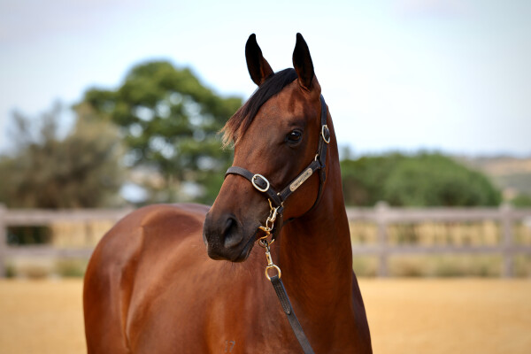 Lot 360: Zoustar / Nudge
