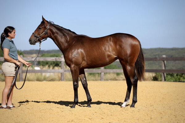 Lot 364: Wootton Bassett (GB) / Oohood