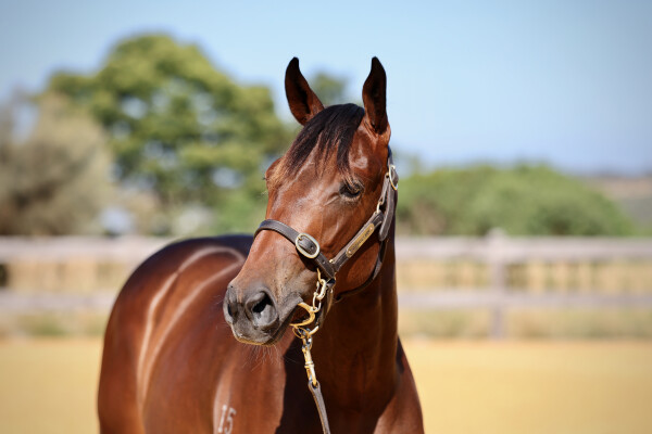 Lot 364: Wootton Bassett (GB) / Oohood