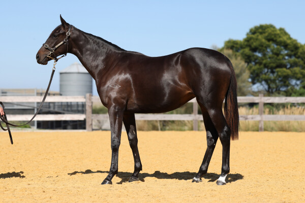 Lot 384: Shamus Award / Platinum Mam'selle