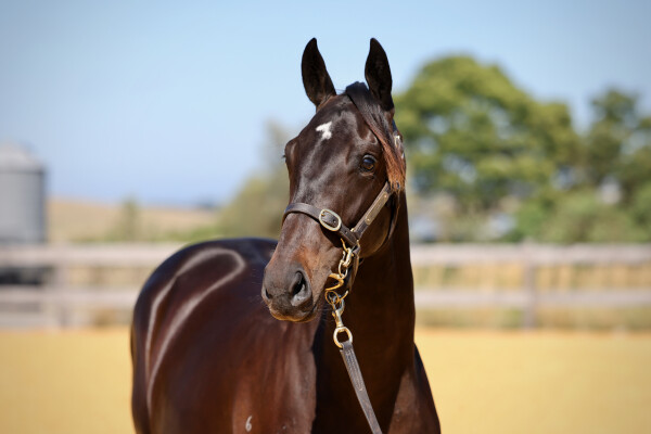 Lot 384: Shamus Award / Platinum Mam'selle